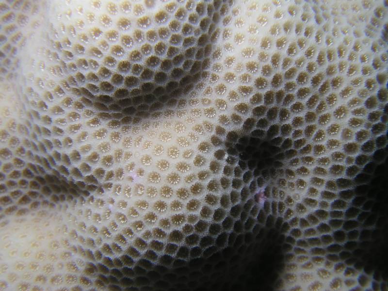 Steinkorallendetail