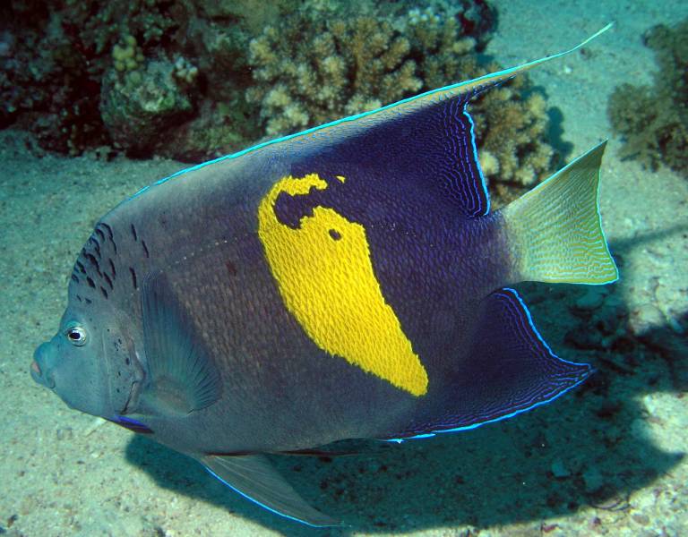 Arabischer Kaiserfisch