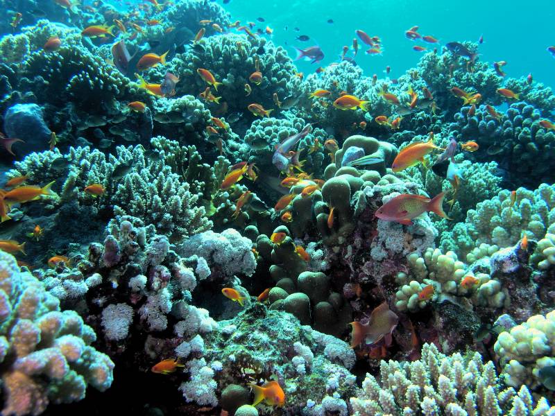 Rifflandschaft mit vielen Juwelen-Fahnenbarschen