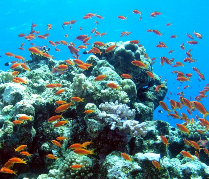 Rifflandschaft mit vielen Juwelen-Fahnenbarschen