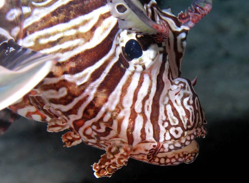 Rotfeuerfisch Portrait