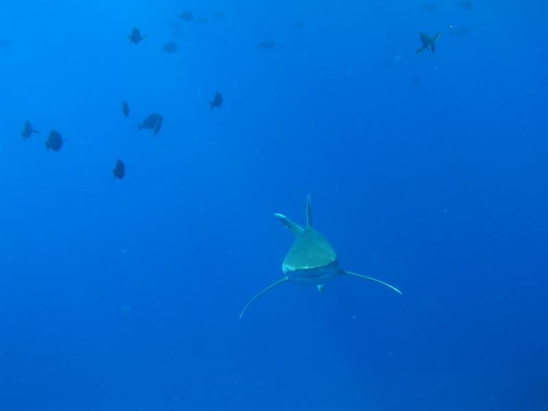 Hochsee Weissspitzenhai (Longimanus)