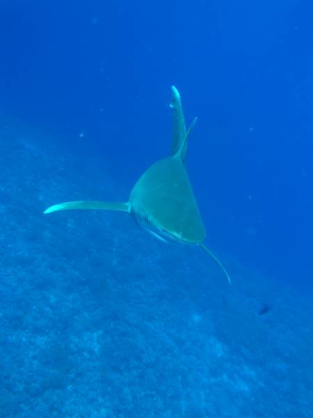 Hochsee Weissspitzenhai (Longimanus)