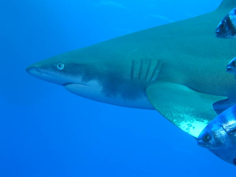 Hochsee Weissspitzenhai (Longimanus)
