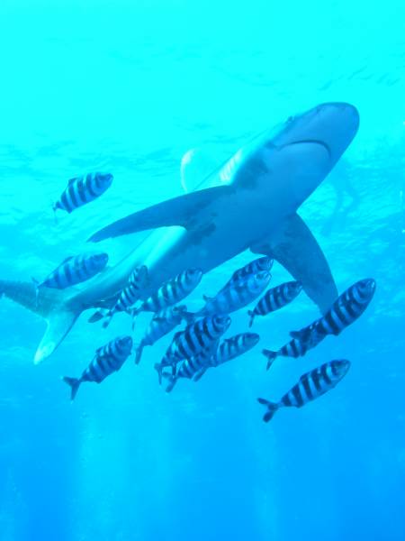 Hochsee Weissspitzenhai (Longimanus) mit Pilotfischen