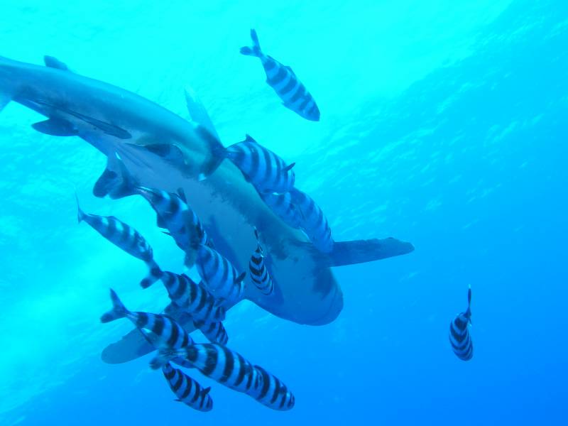 Hochsee Weissspitzenhai (Longimanus) mit Pilotfischen