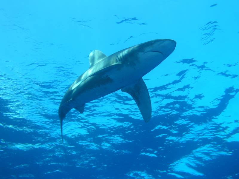 Hochsee Weissspitzenhai (Longimanus)