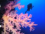 Weichkoralle und Taucher (Peter) am Little Brother