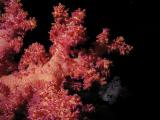 Weichkoralle beim Little Brother