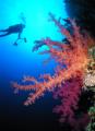 Weichkoralle und Taucher (Manfred) bei den Brother Islands