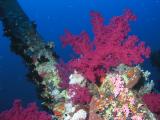 Weichkorallen am Wrack der Aida