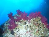 Weichkorallen am Wrack der Aida