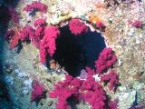 Weichkorallen an einem Bullauge am Wrack der Aida