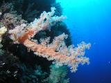 Weichkoralle am D�dalus Riff