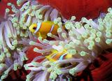 Clownfische in Seeanemone