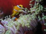 Clownfische in Seeanemone