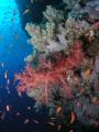 Weichkorallen am D�dalus Riff