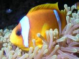 Clownfisch in Seeanemone