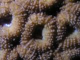 Detail einer Steinkoralle