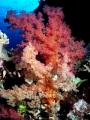 Weichkorallen am Big Habili bei St. Johns
