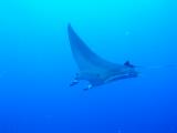 Manta bei St. Johns