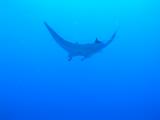 Manta bei St. Johns