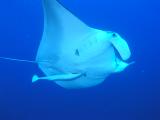 Manta bei St. Johns