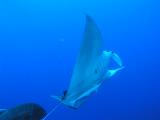 Manta bei St. Johns