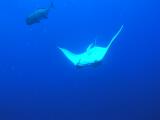 Manta bei St. Johns