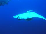 Manta bei St. Johns