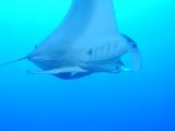 Manta bei St. Johns