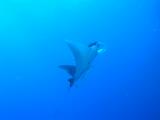 Manta bei St. Johns