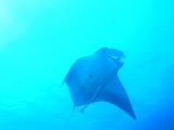Manta bei St. Johns