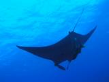 Manta bei St. Johns