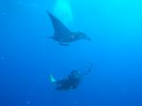Manta und Taucher bei St. Johns