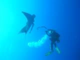 Manta und Taucher bei St. Johns