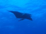 Manta bei St. Johns