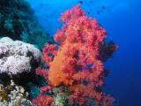Weichkoralle bei St. Johns Small Habili