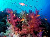 Weichkorallen mit Juwelen-Fahnenbarschen