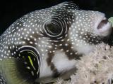 Portrait eines Weissfleck-Kugelfischs