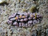 R�ppells Warzenschnecke