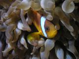 Clownfisch in Blasenanemone