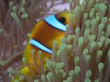 Clownfisch in Seeanemone