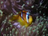 Clownfisch in Seeanemone