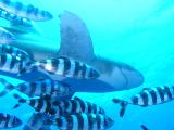 Hochsee Weissspitzenhai (Longimanus) mit Pilotfischen