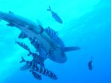 Hochsee Weissspitzenhai (Longimanus) mit Pilotfischen