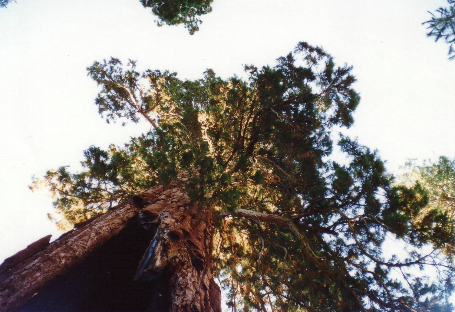 Einer der gr&ouml;ssten Sequoias im Yosemite National Park (.....