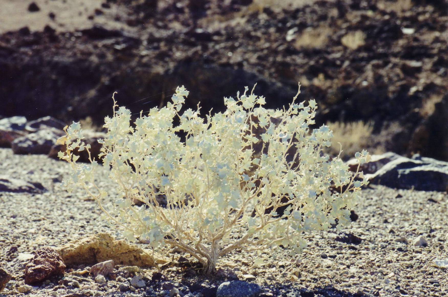Salzbusch im Death Valley