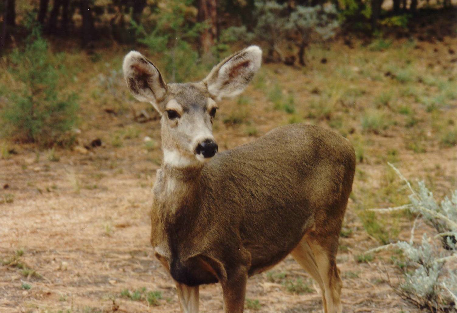Tierischer Besuch auf dem Zeltplatz beim Grand Canyon
