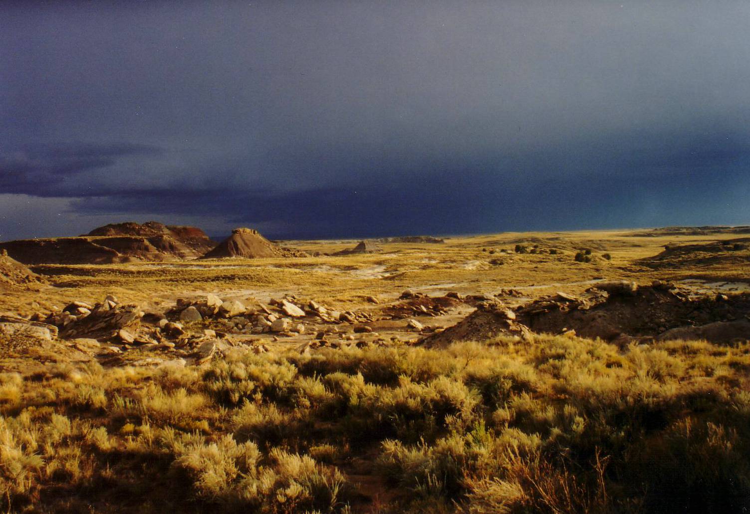 Petrified Forrest National Park